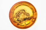 Detailed Fossil Rove Beetle (Tachyporinae) in Baltic Amber #321757-1